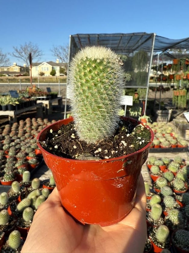 Parodia chrysacanthion