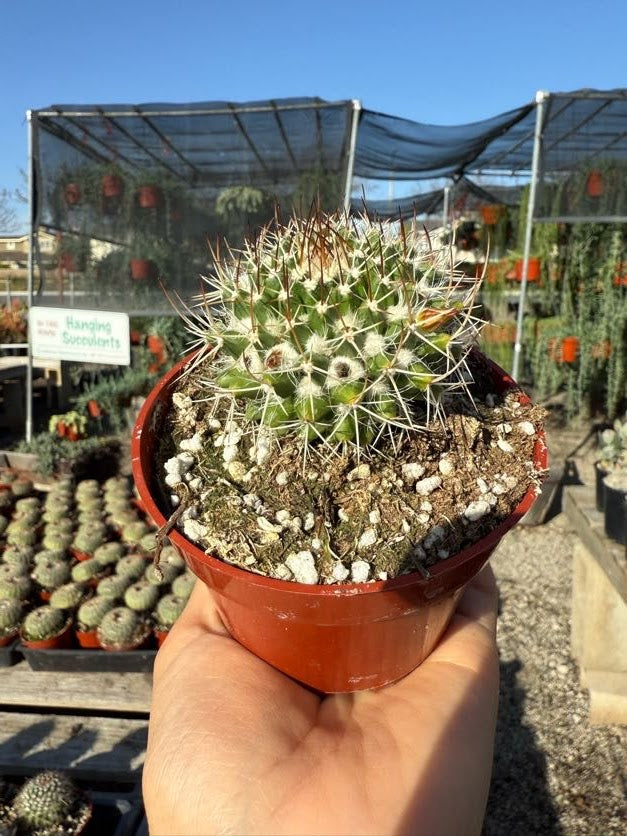 Notocactus bommeljei