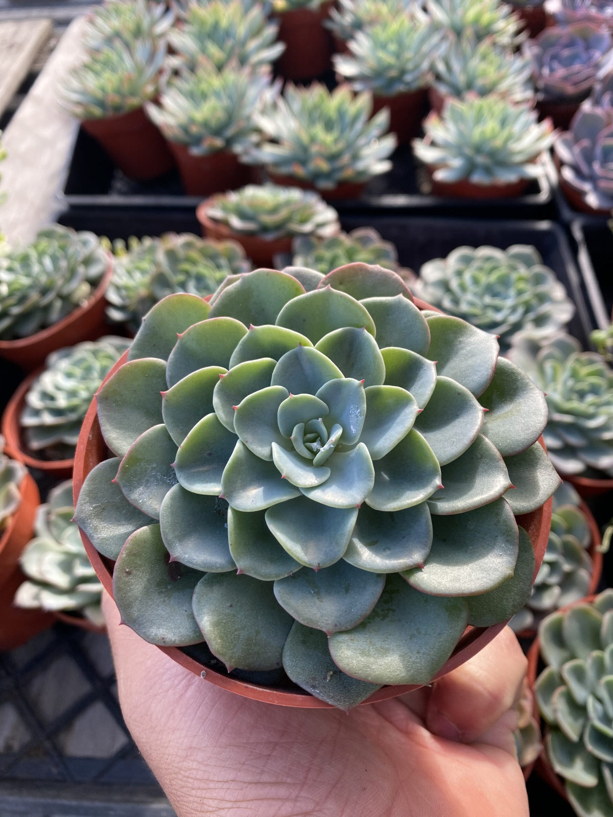 4&quot; Echeveria Swirls