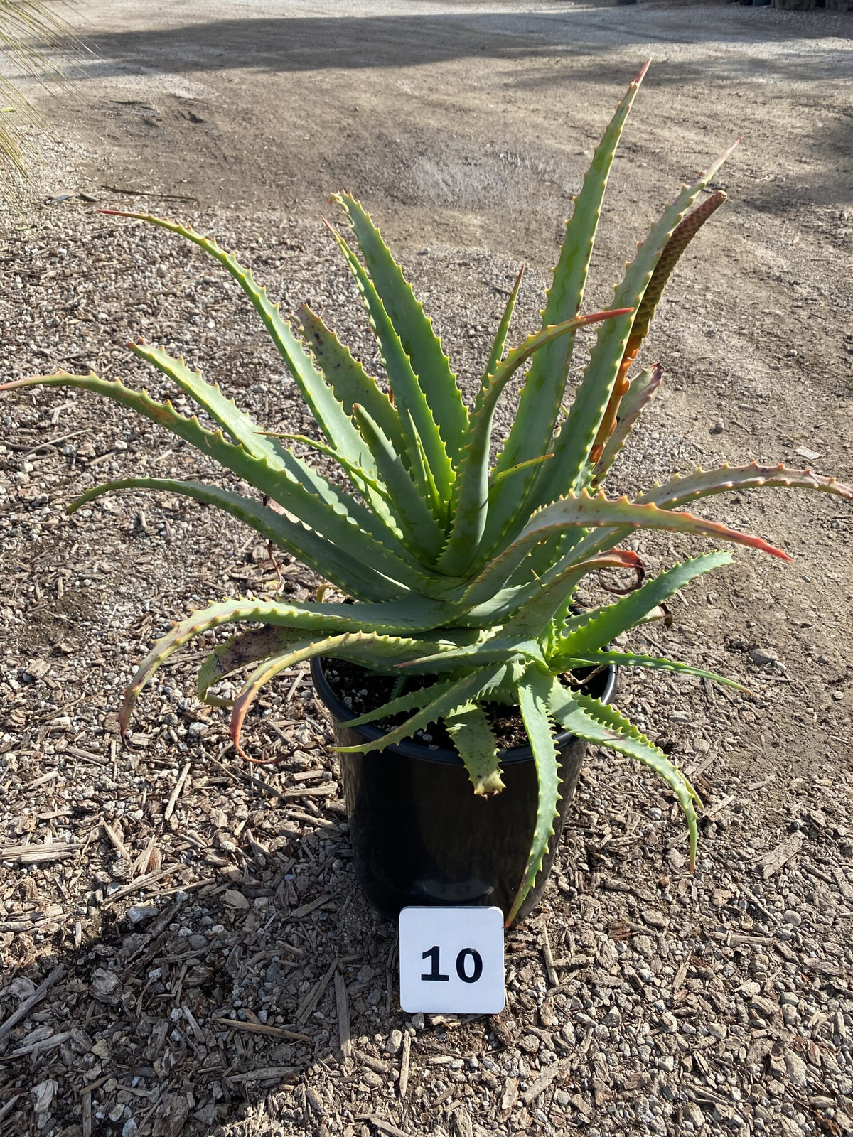 Aloe arborescens