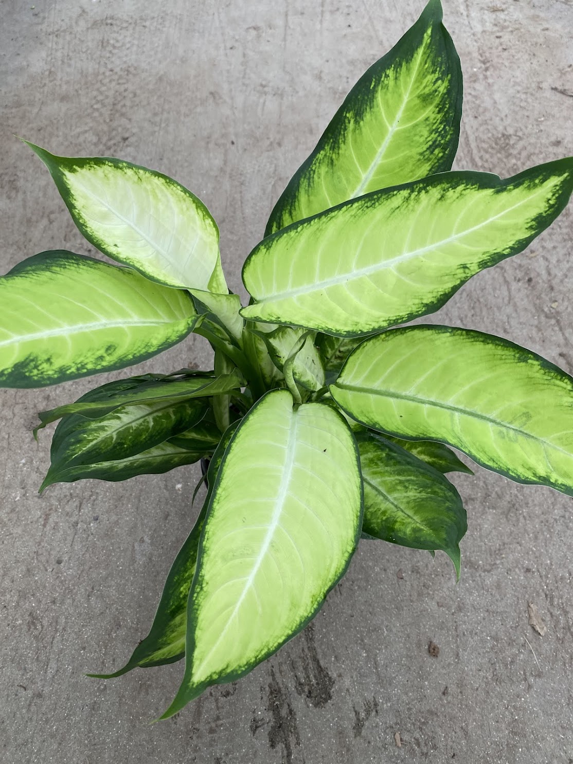 Dieffenbachia seguine &#39;Camille&#39;