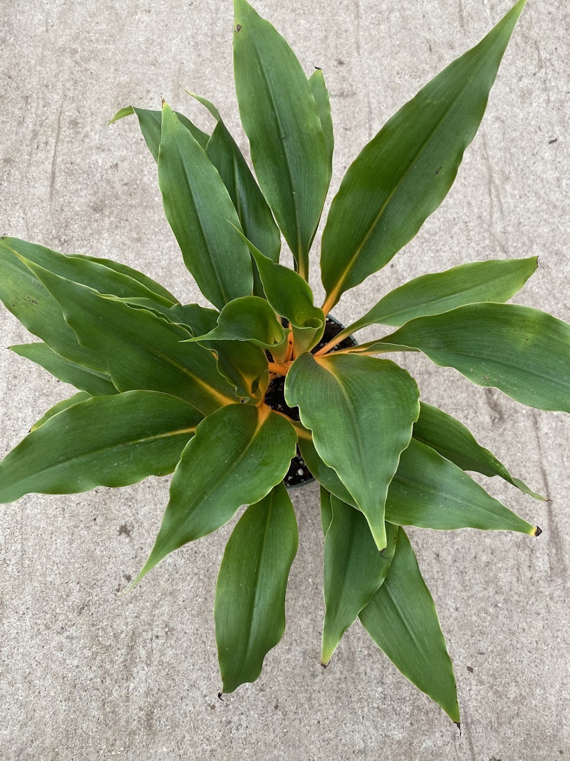 Chlorophytum amaniense &#39;Fire Flash&#39;