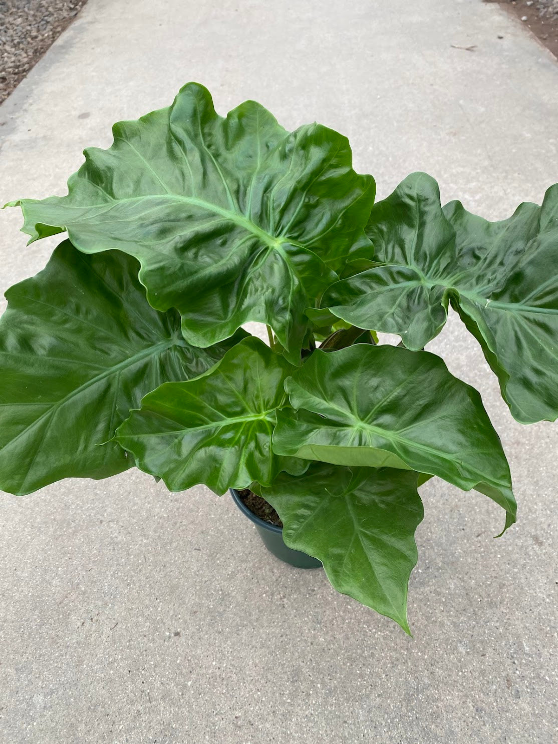 6&quot; Alocasia &#39;Low Rider&#39;