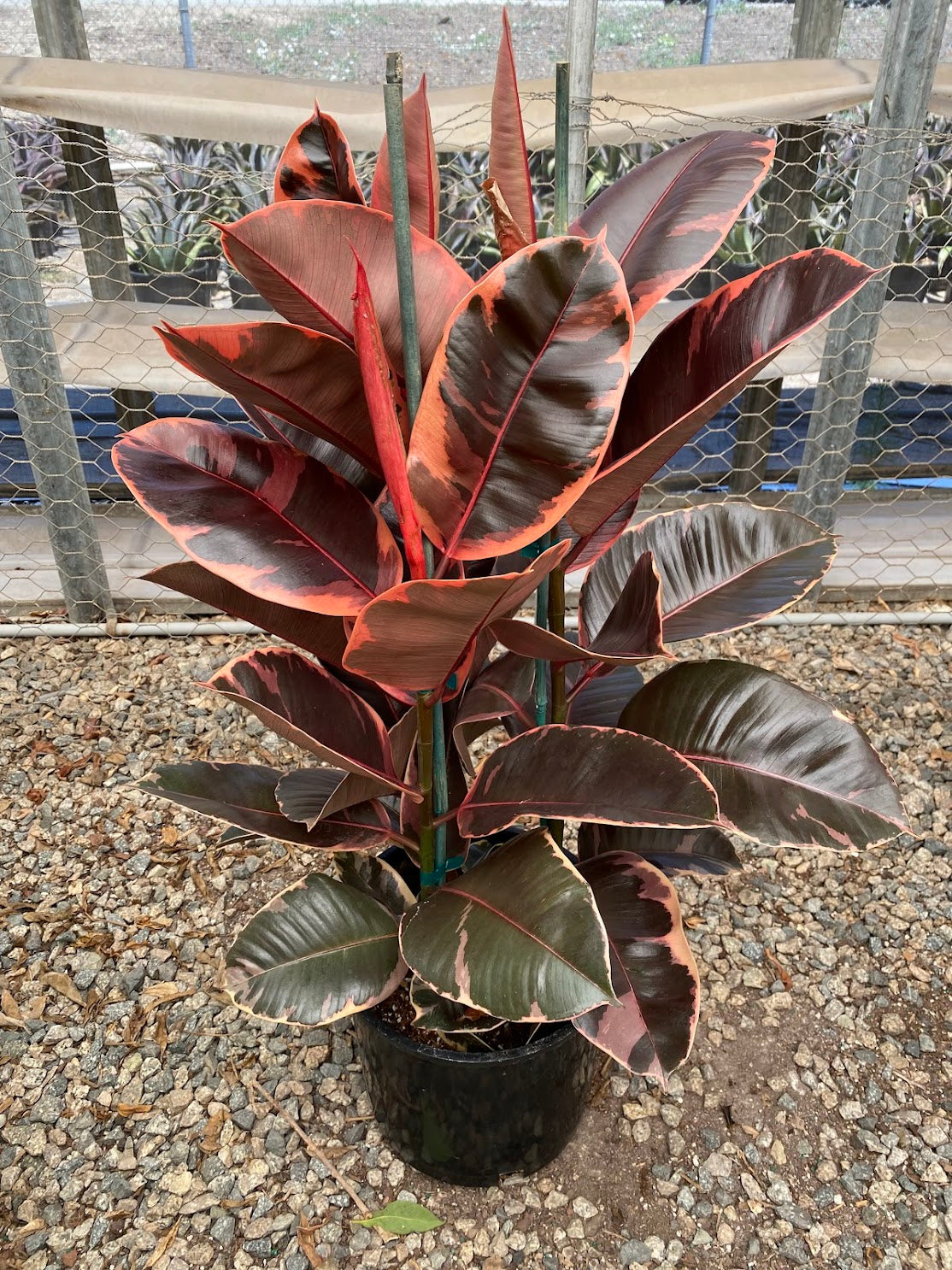 Ficus elastica decora &#39;Ruby Pink&#39;