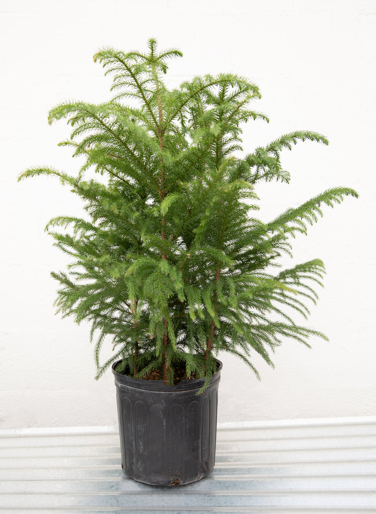 Norfolk Pine