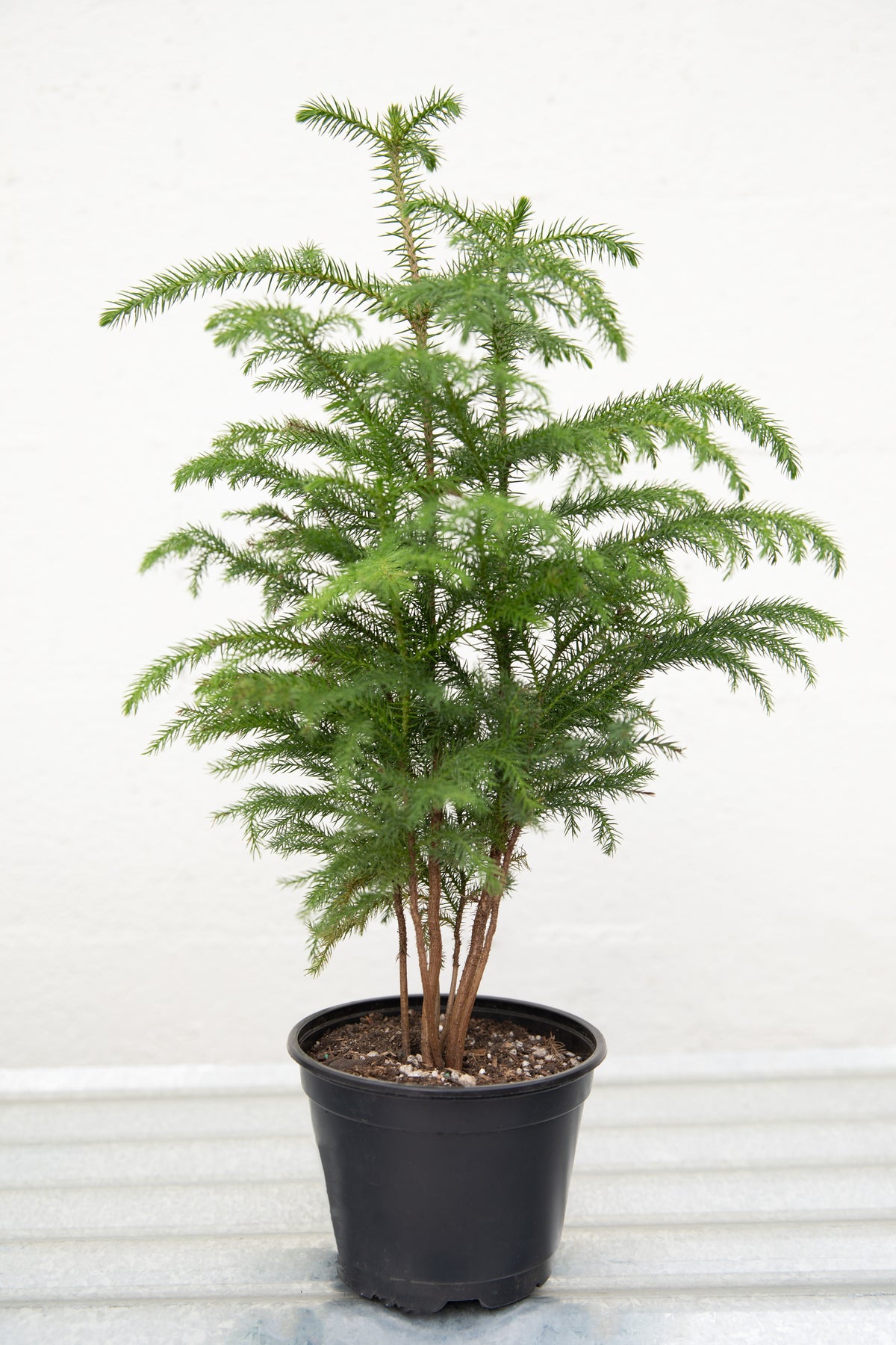 Norfolk Pine