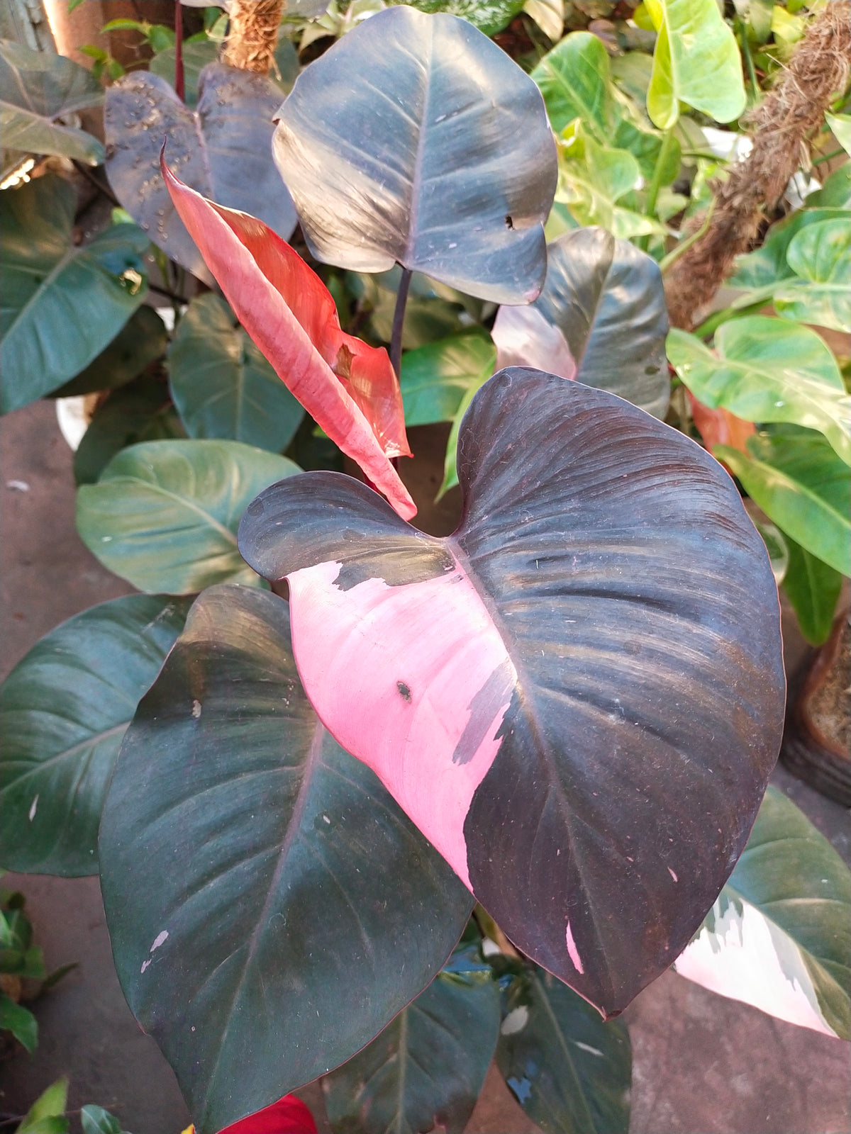 Philodendron erubescens &#39;Pink Princess&#39;