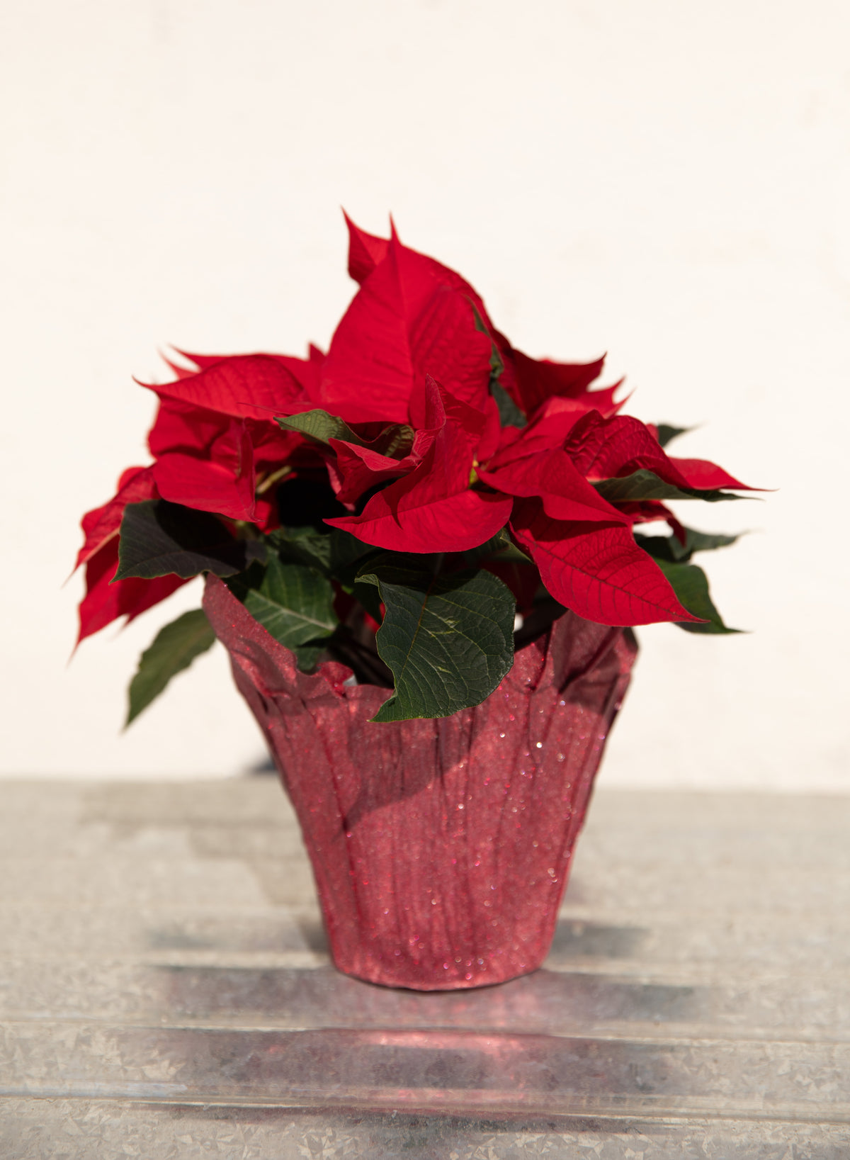 Poinsettia