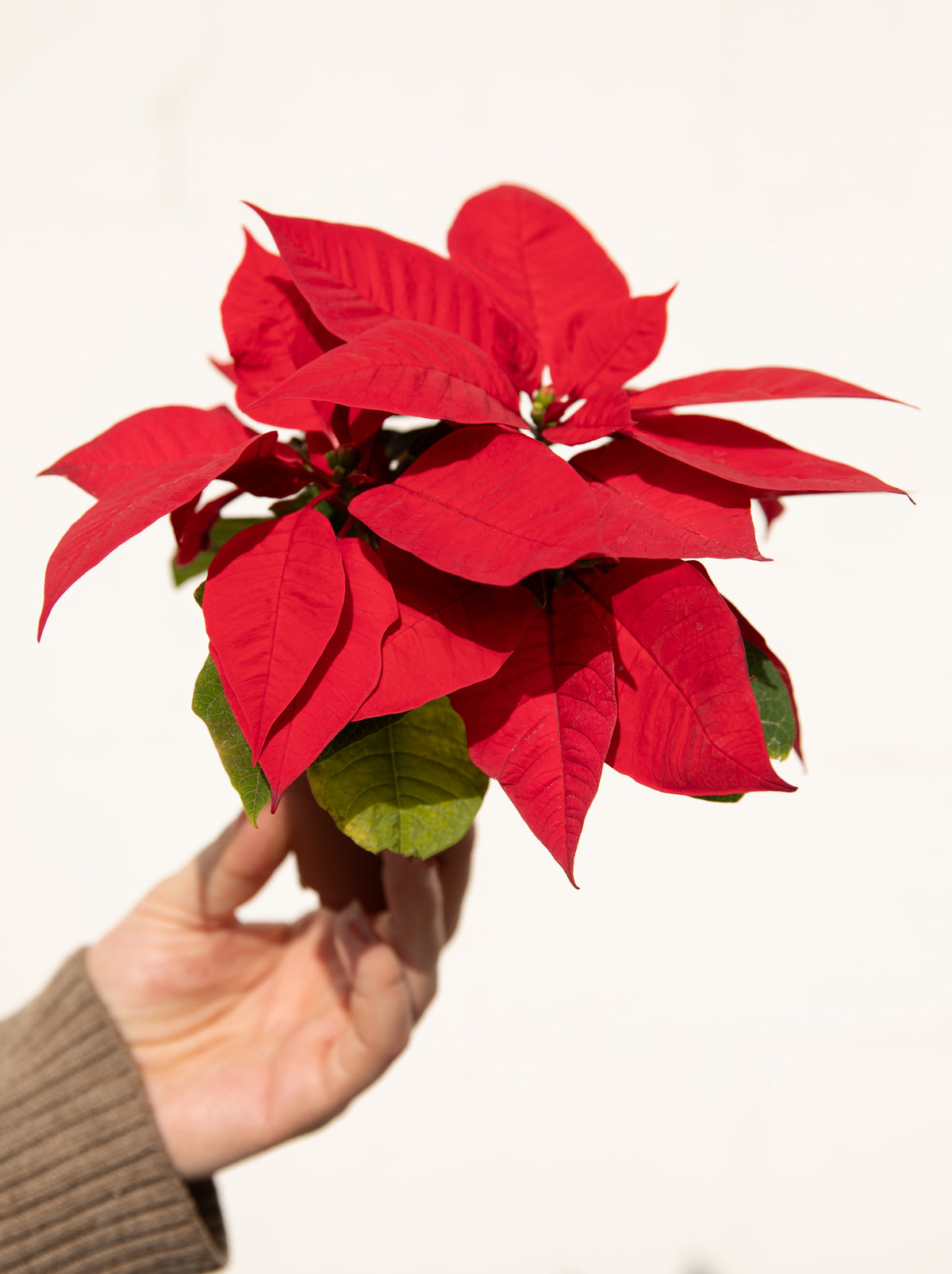 Poinsettia