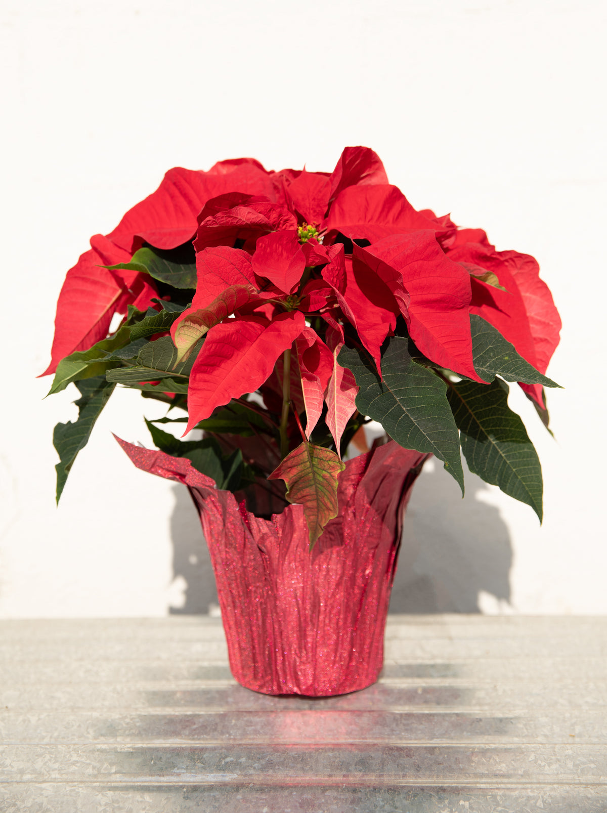 Poinsettia