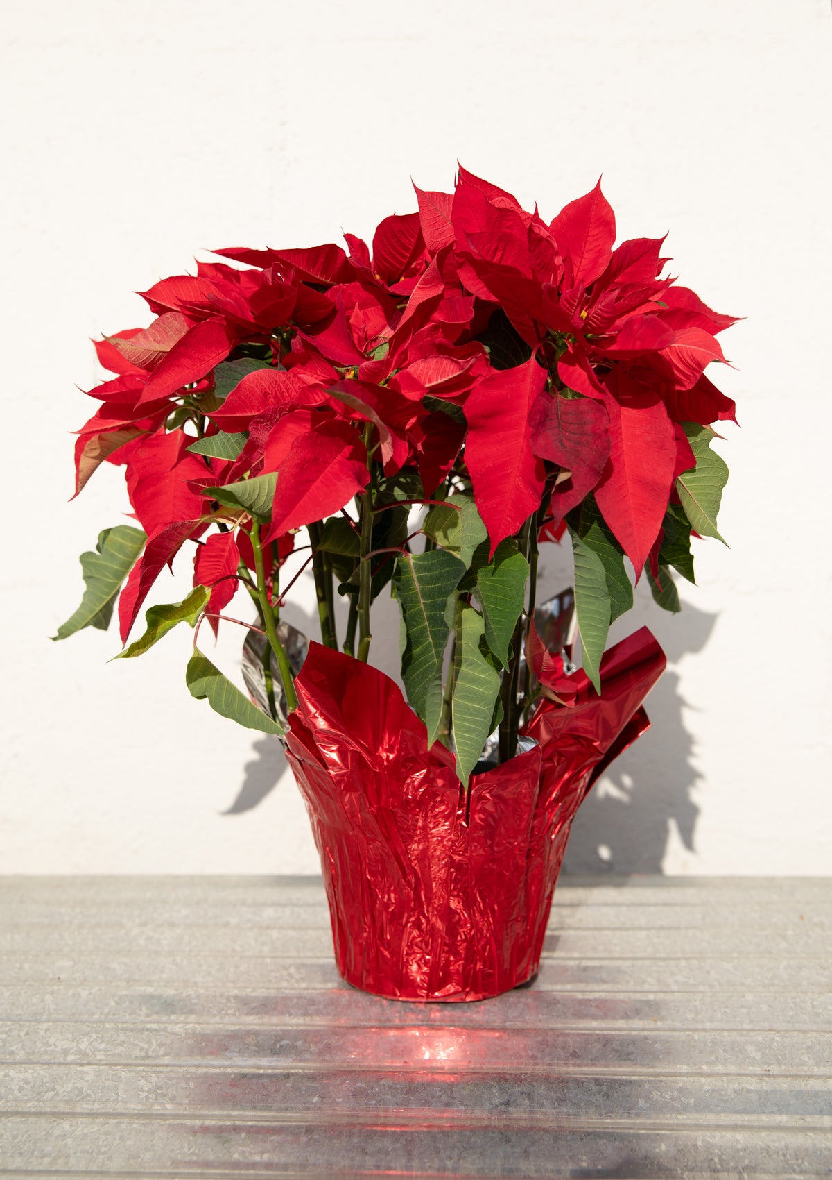 Poinsettia