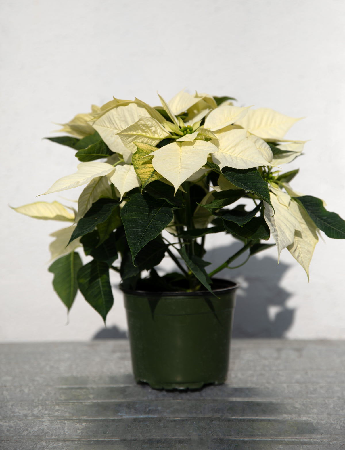 Poinsettia