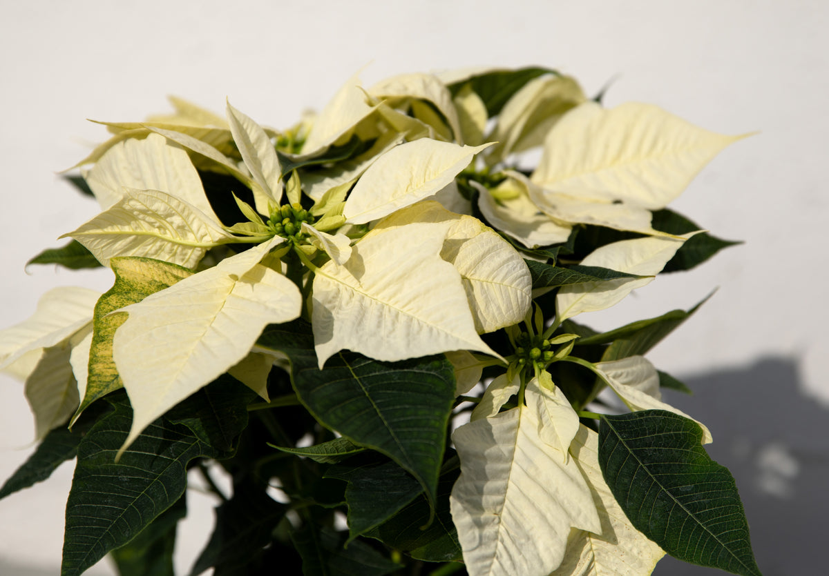 Poinsettia