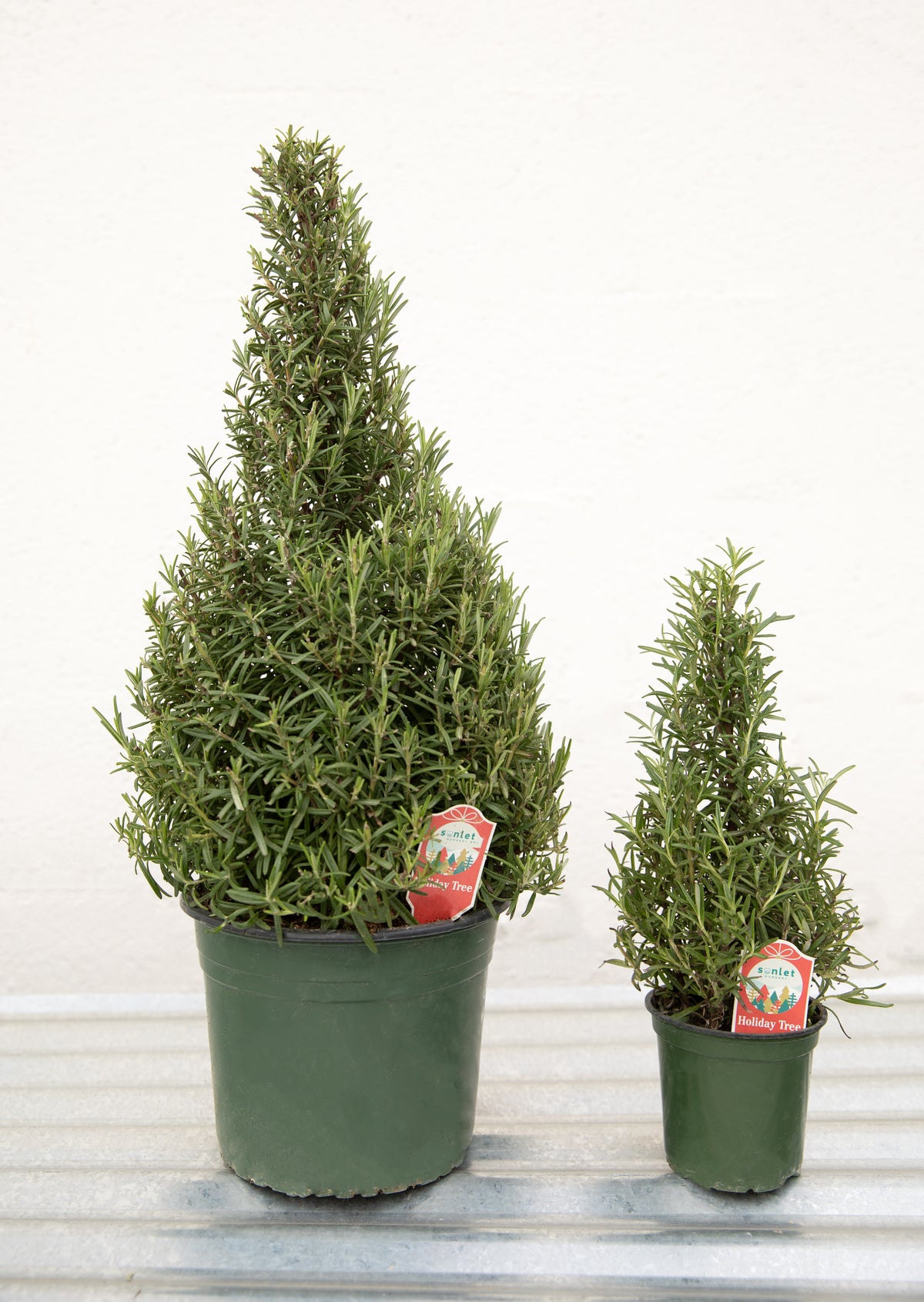 Rosemary Holiday Tree