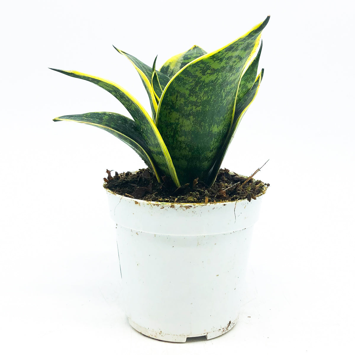 Sansevieria trifasciata &#39;Ocean Star&#39;