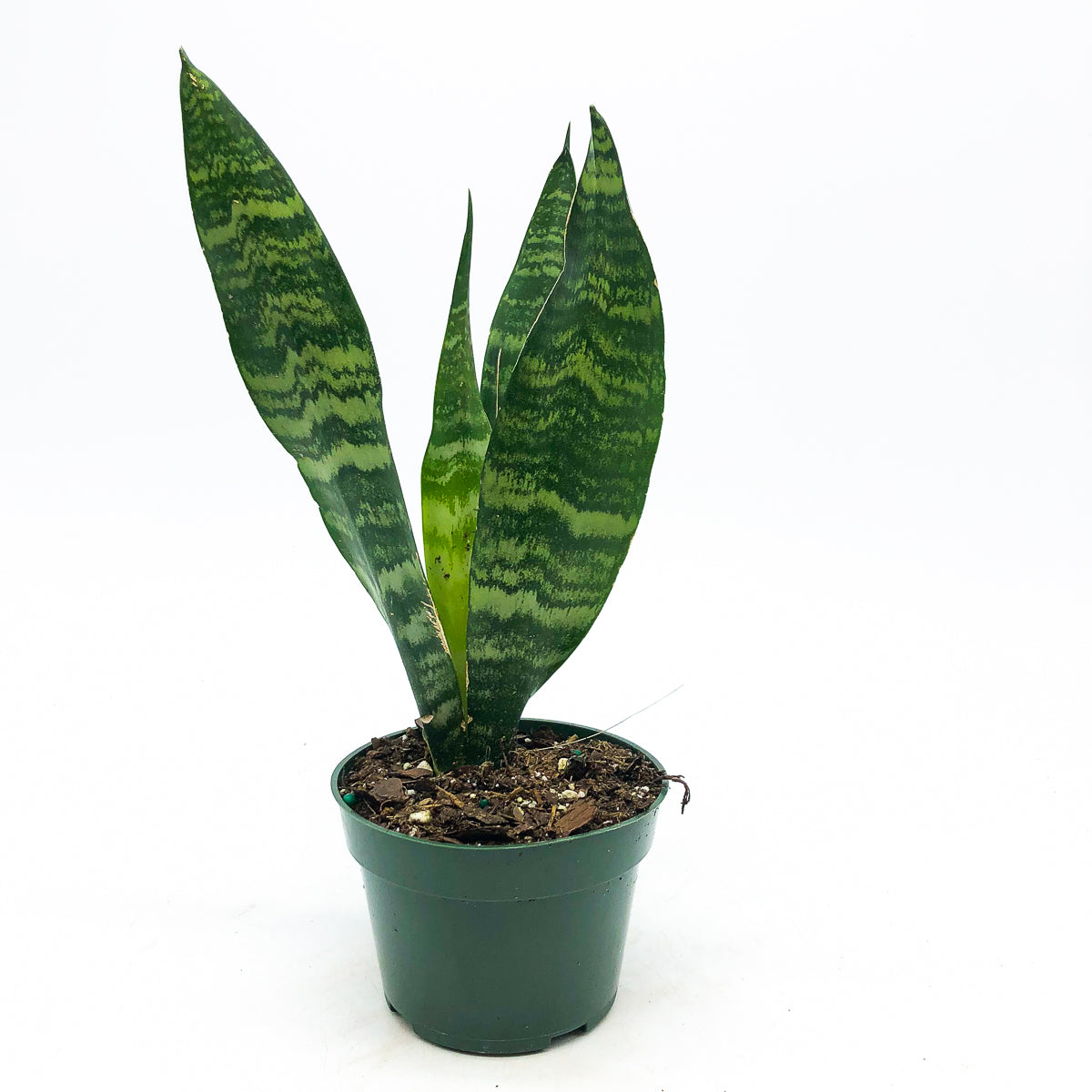 Sansevieria zeylanica