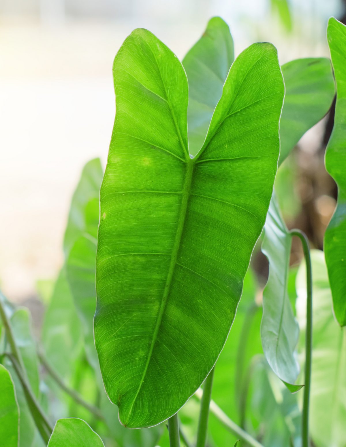 6&quot; Alocasia Lauterbachiana