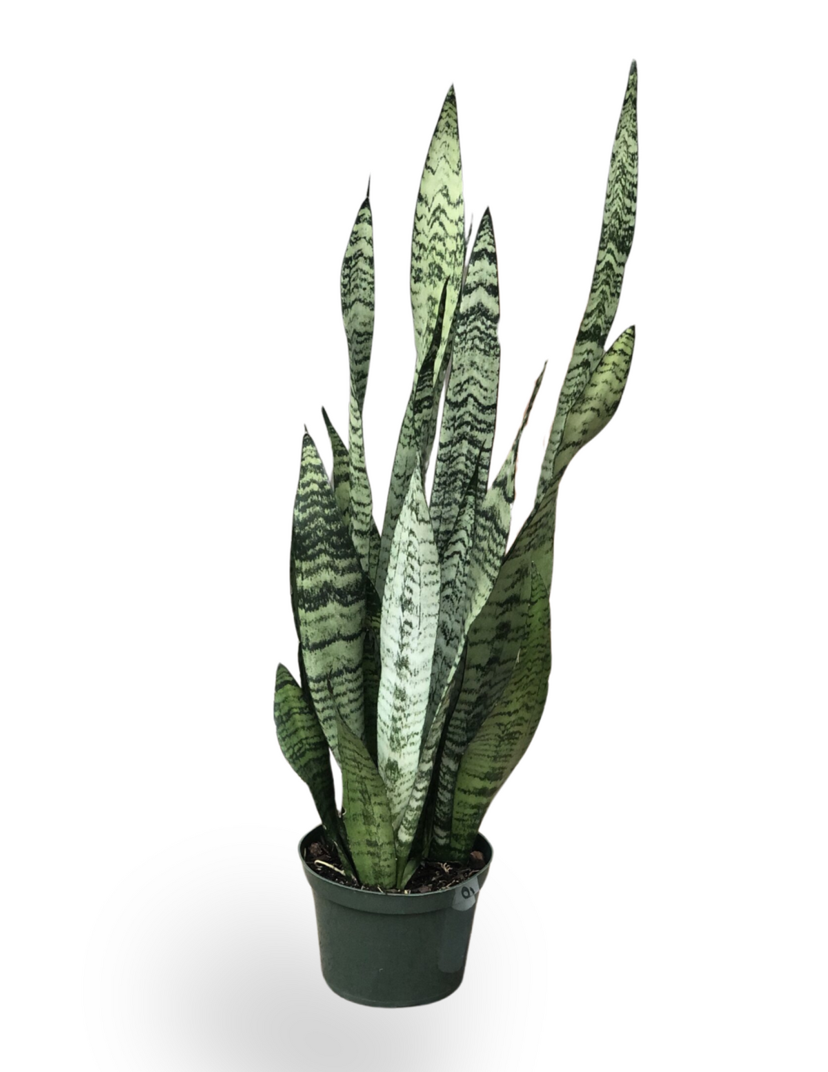 Sansevieria zeylanica