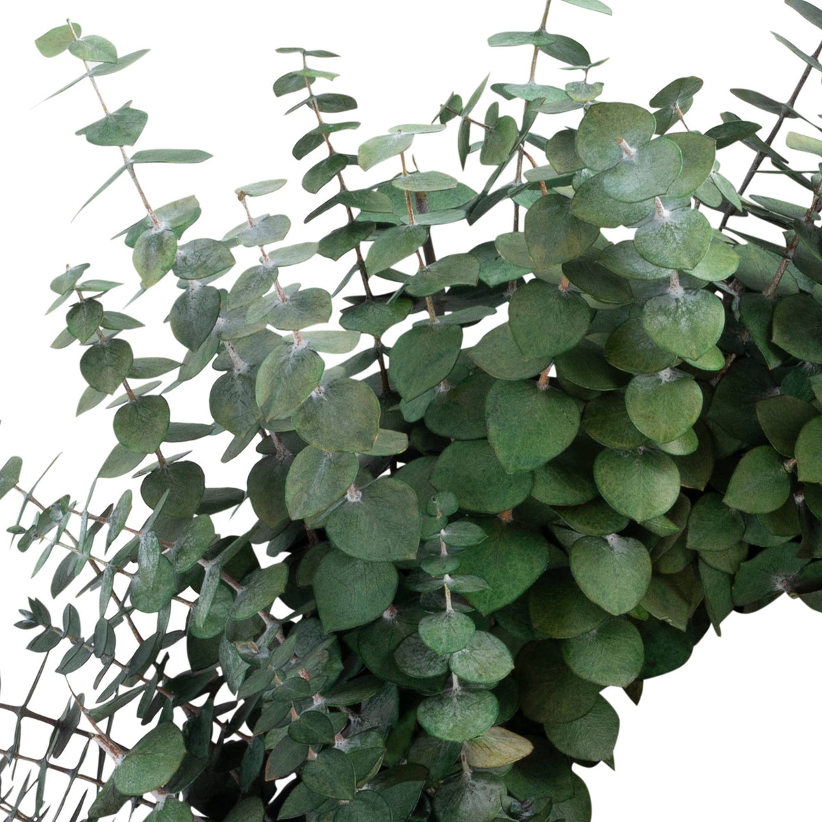 Preserved Baby Eucalyptus Wreath