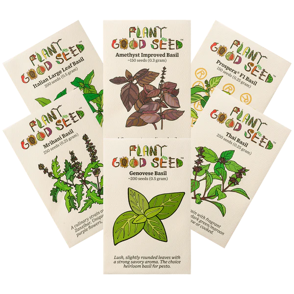 Culinary Basil Seed Collection - Plant Good Seed