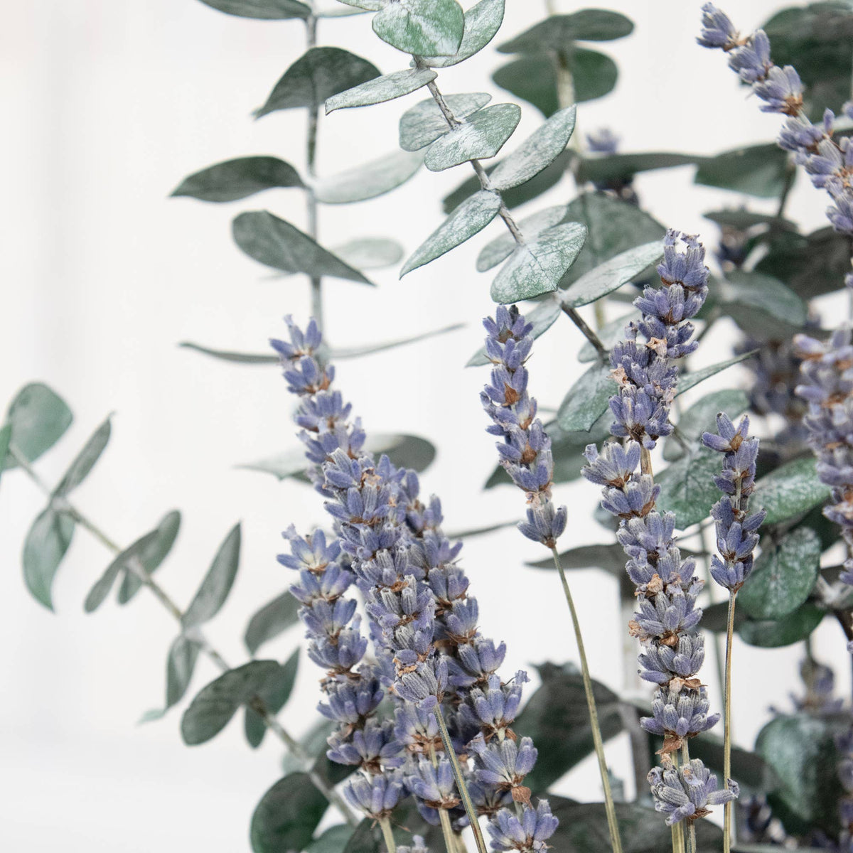 Preserved Eucalyptus &amp; Lavender Bundle