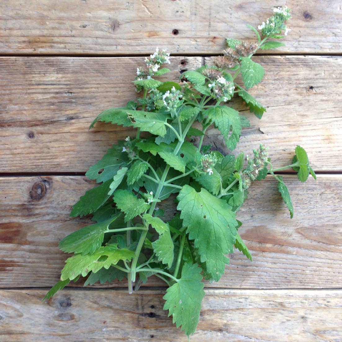 Nepeta Catnip