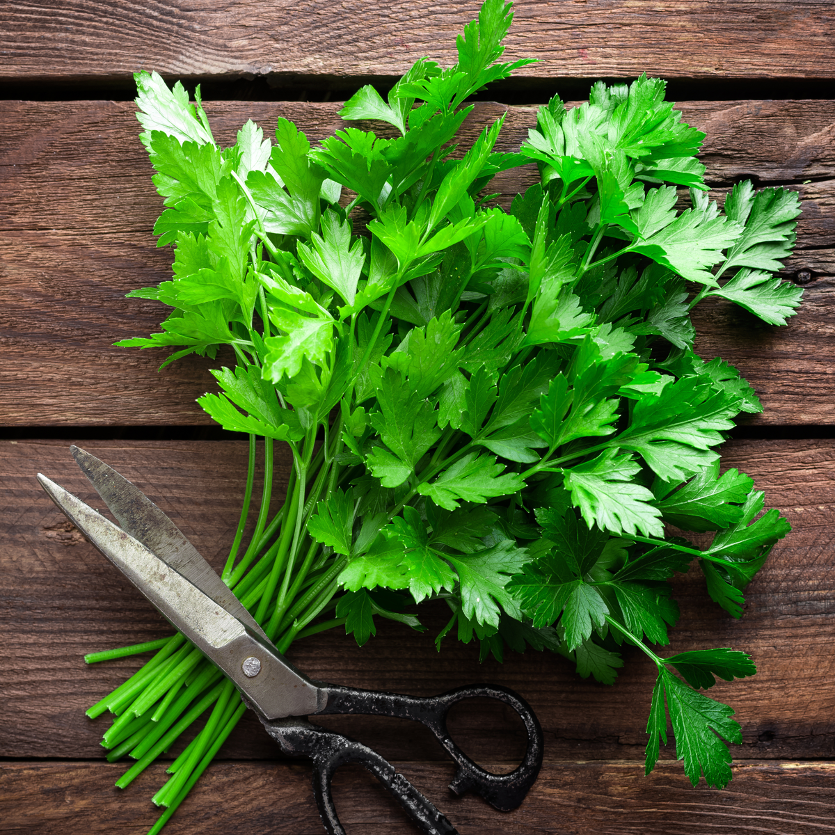 Kitchen Herbs