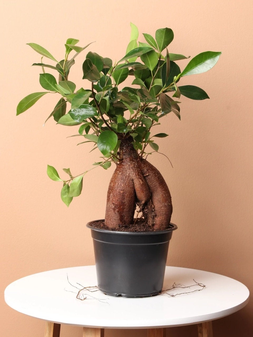 Ficus microcarpa &#39;Ginseng&#39;