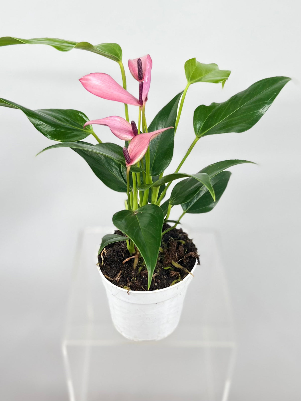 4&quot; Anthurium, Zizou