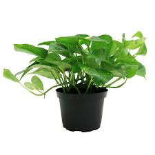 Pothos Golden