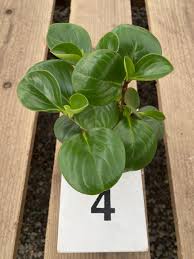 Peperomia obtusifolia &#39;Obtipan Green&#39;