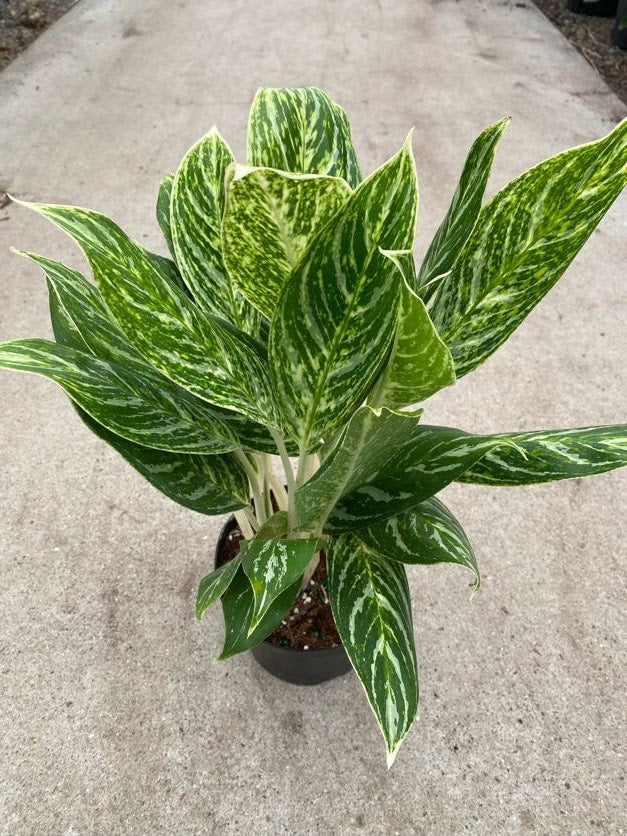 6&quot; Chinese Evergreen Golden Madonna