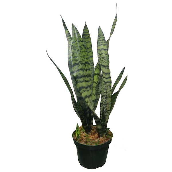 Sansevieria trifasciata &#39;Black Coral&#39;