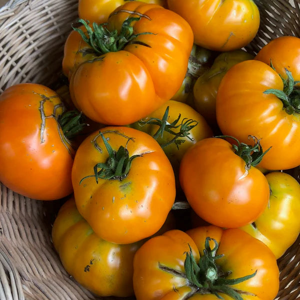 Siskiyou Orange Tomato - Plant Good Seed